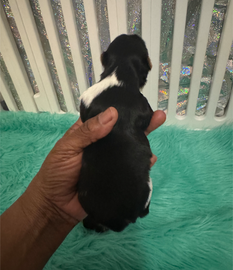 Yorkie Pup For Sale
